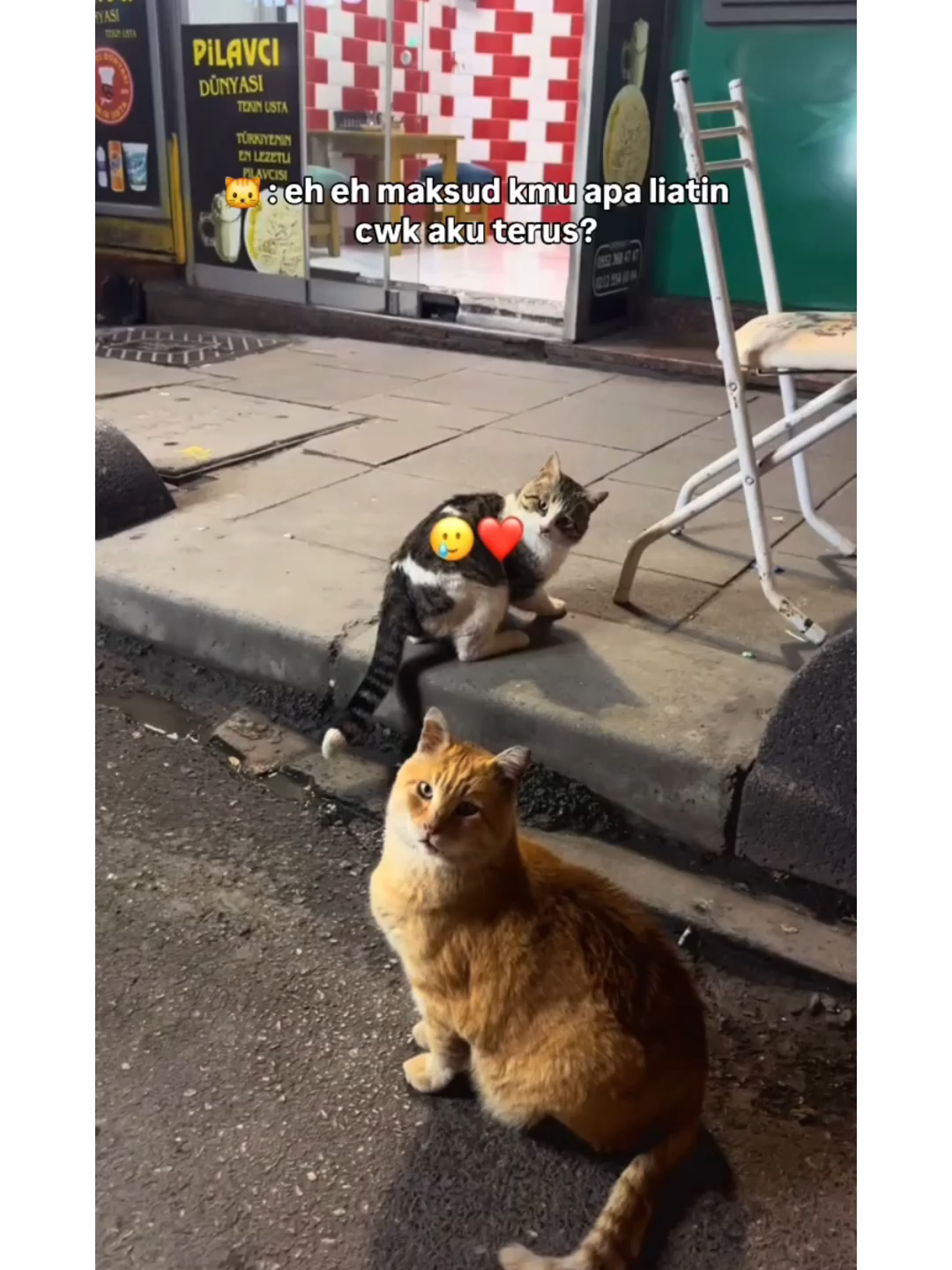 Posesif amat meong😭 #kucinglucu #catlover #kucing #kucingtiktok #kucinggemoy #kucingoren #kucingmujair #posesif #pasangan #couple #pecintakucing #kucingindonesia #kucingimut