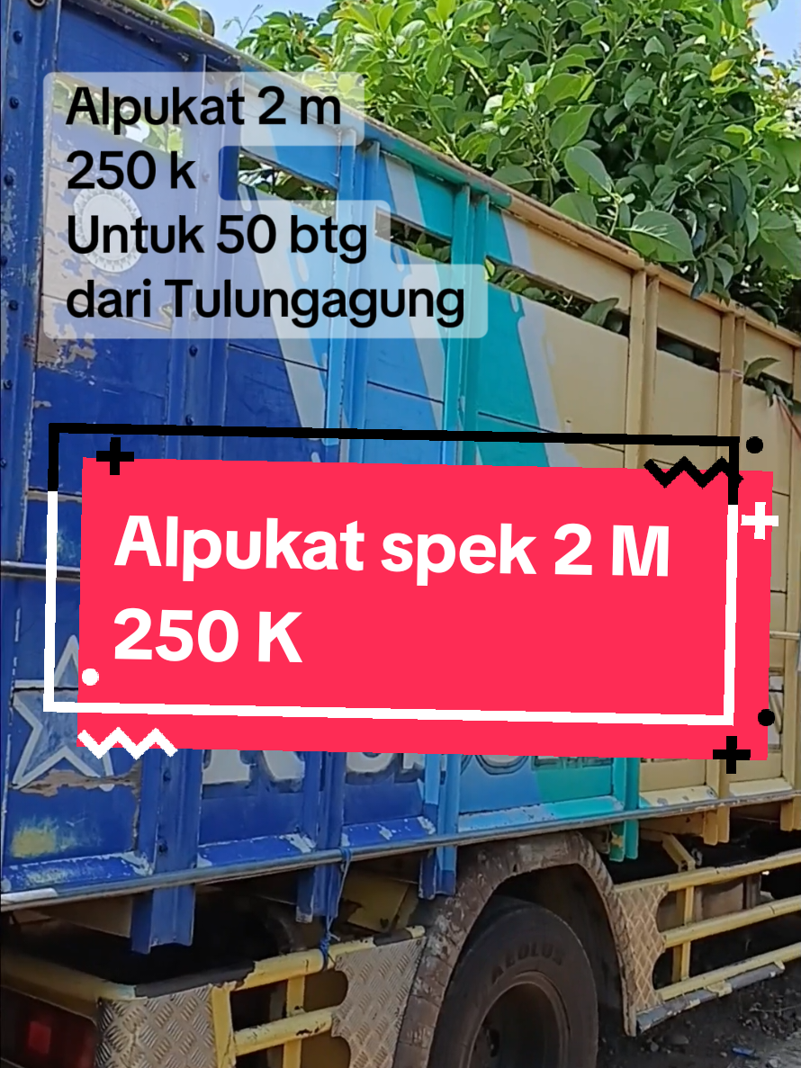 yang cari alpukat spek 2 meter erapat yuk, disini stok melimpah siap antar juga beli banyak tambah murah 😝😝😝#alpukat #bibitalpukat #tulungagung #petanikayaindonesiajaya #tanamanalpukat 