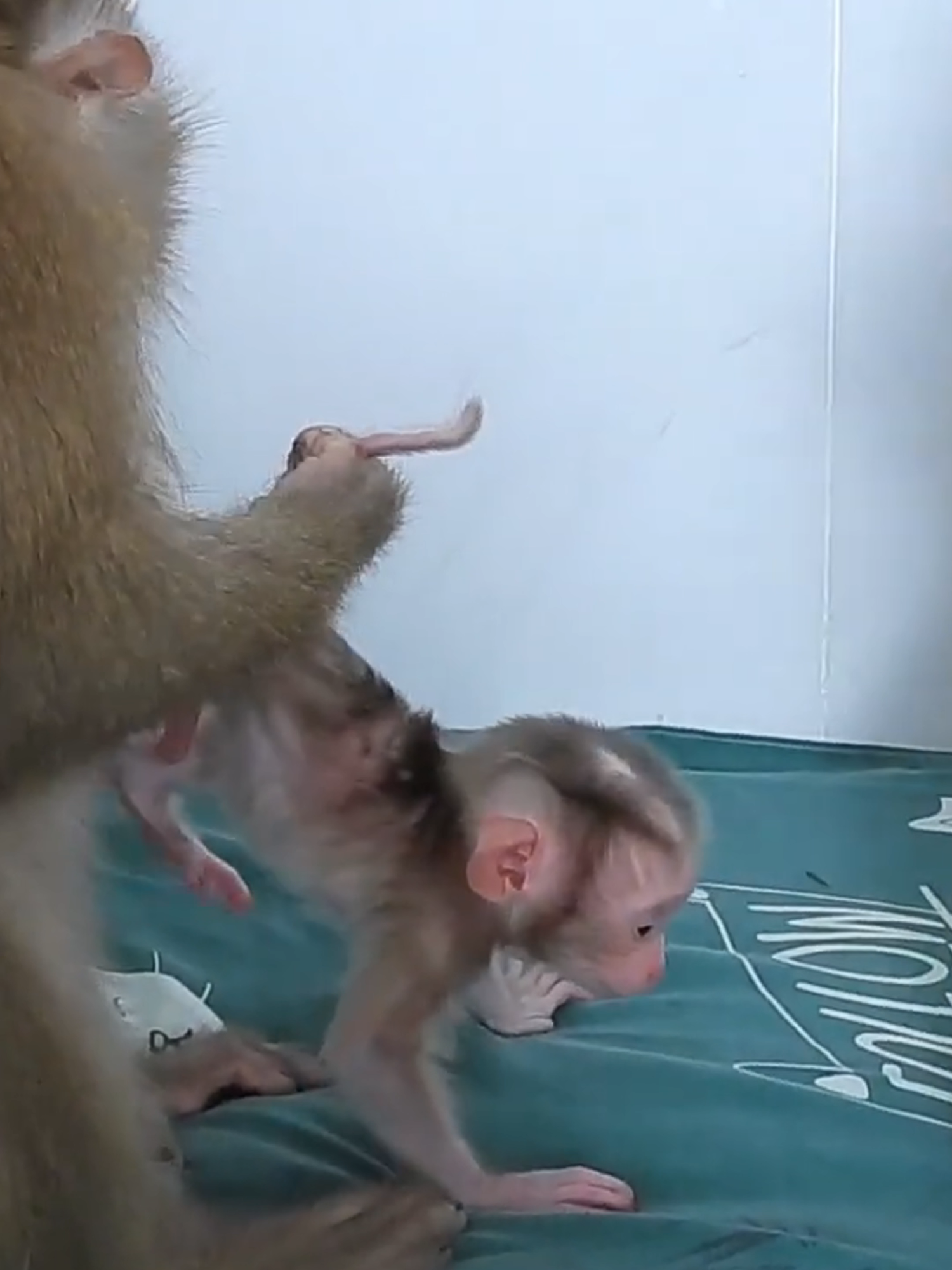 Cute Newborn Baby Walking To Climb Grandma#babymonkey #babymonkeys #babymonkey🐒❤️