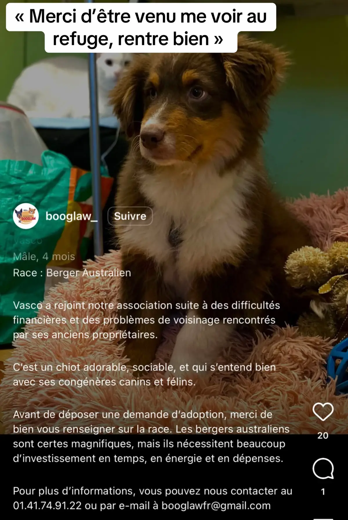 Merci de l’avoir mis sur mon chemin, maintenant je sais qu’il est en sécurité 🥹 #pourtoi #chien 