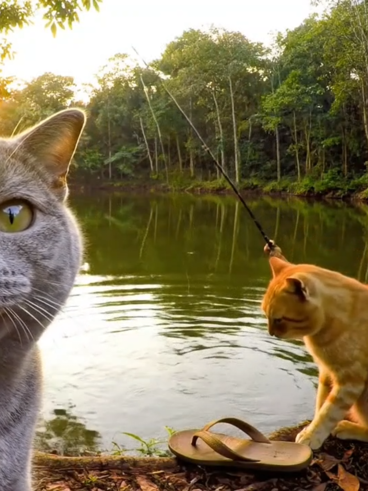 “Oyen was fishing so seriously… but guess what he caught? A sandal 🤣👡” “Gray cat couldn’t stop laughing 😂🎣” #OyenFishing #FishingFail #CaughtASandal #CatVlog 