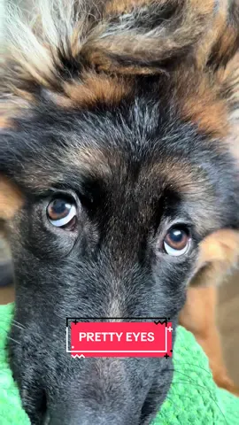 Big beautiful brown eyes 😍 #puppy #germanshepherd #gsd #germanshepherdpuppy #browneyes 