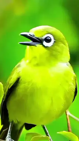 SUARA BURUNG PLECI DI ALAM LIAR SEDANG BERKICAU..... #suaraburung #suarapleci #pleci #burungpleci #burungplecigacor 