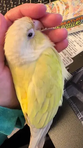 Working one handed today whilst my other hand is being held hostage by the birb…#greencheekconure #mooncheekconure #conuresoftiktok #birdlife #parrotsoftiktok 