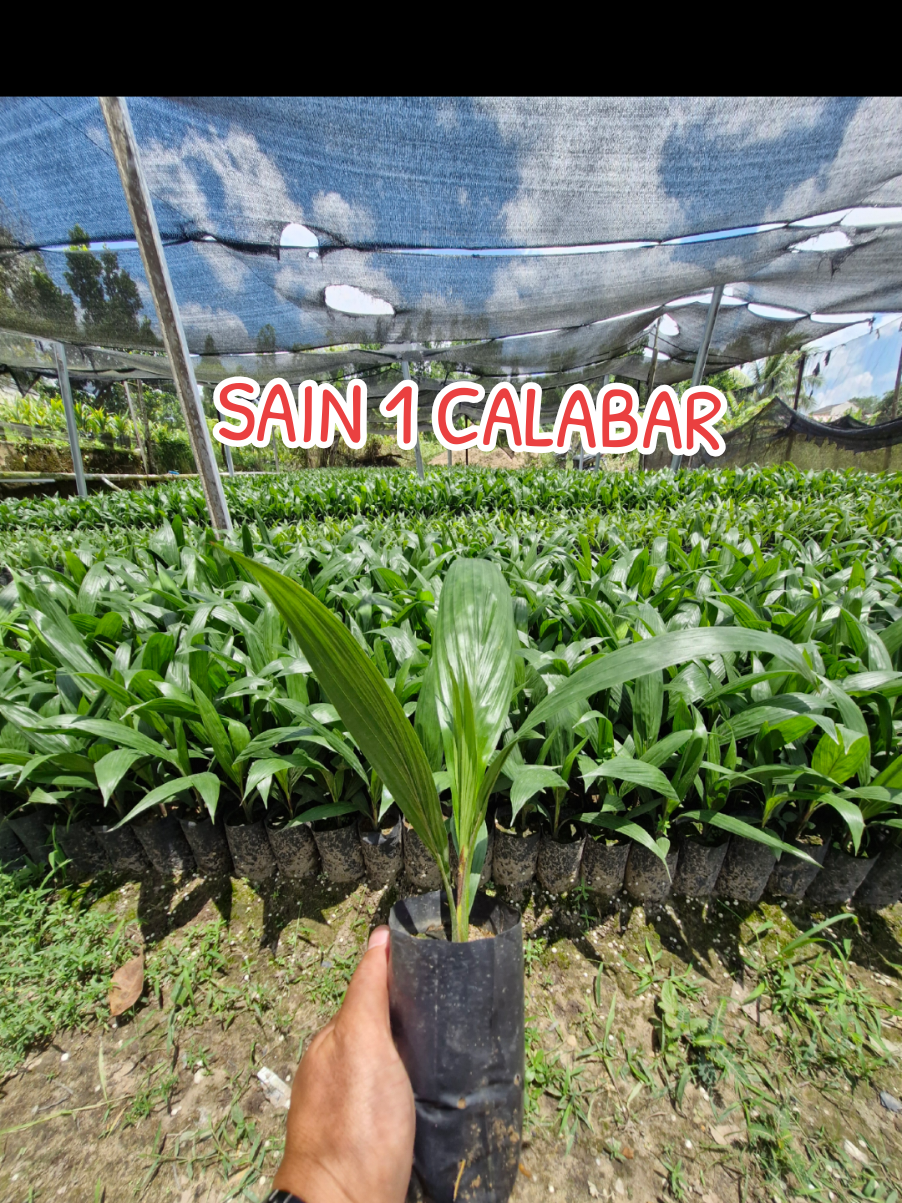 Pesona sain 1 calabar ,. umur 3 bulan ... #sawitontiktok🌴🌴 #dpsain #dpsain1calabar #fypシ゚viral 