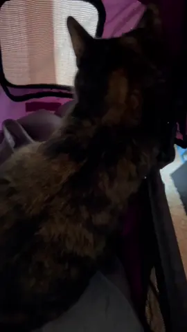 I get excited for walkies. Listen for my squeak! #cat #cats #meow #walk #meowmeow         