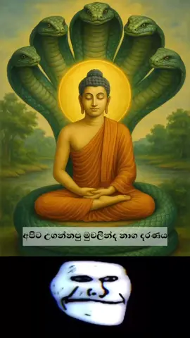 ඇත්තටම මුචලින්ද කියන්නේ පෙන තියන නාගයෙකු නොවේ.. නාග ගෝත්‍රික රජ කෙනෙක්. එතුමා බුදුන් වහන්සේට නොතේමී ඉන්න කටුයක් සාදා දුන්නා.. පසු කාලීනව සාහිත්‍ය කරුවන් විසින් ඔහු පෙන තියන නාගයෙකු බවට පත් කරා..    සවිමත් මනසක් ඇත්තෝ පමණක් සත්‍ය සොයා යයි..❤️🍃 Video Credit by- @SV 🍃  #buddha  #history #fypシ゚viral #foryou #tiktoktrending 