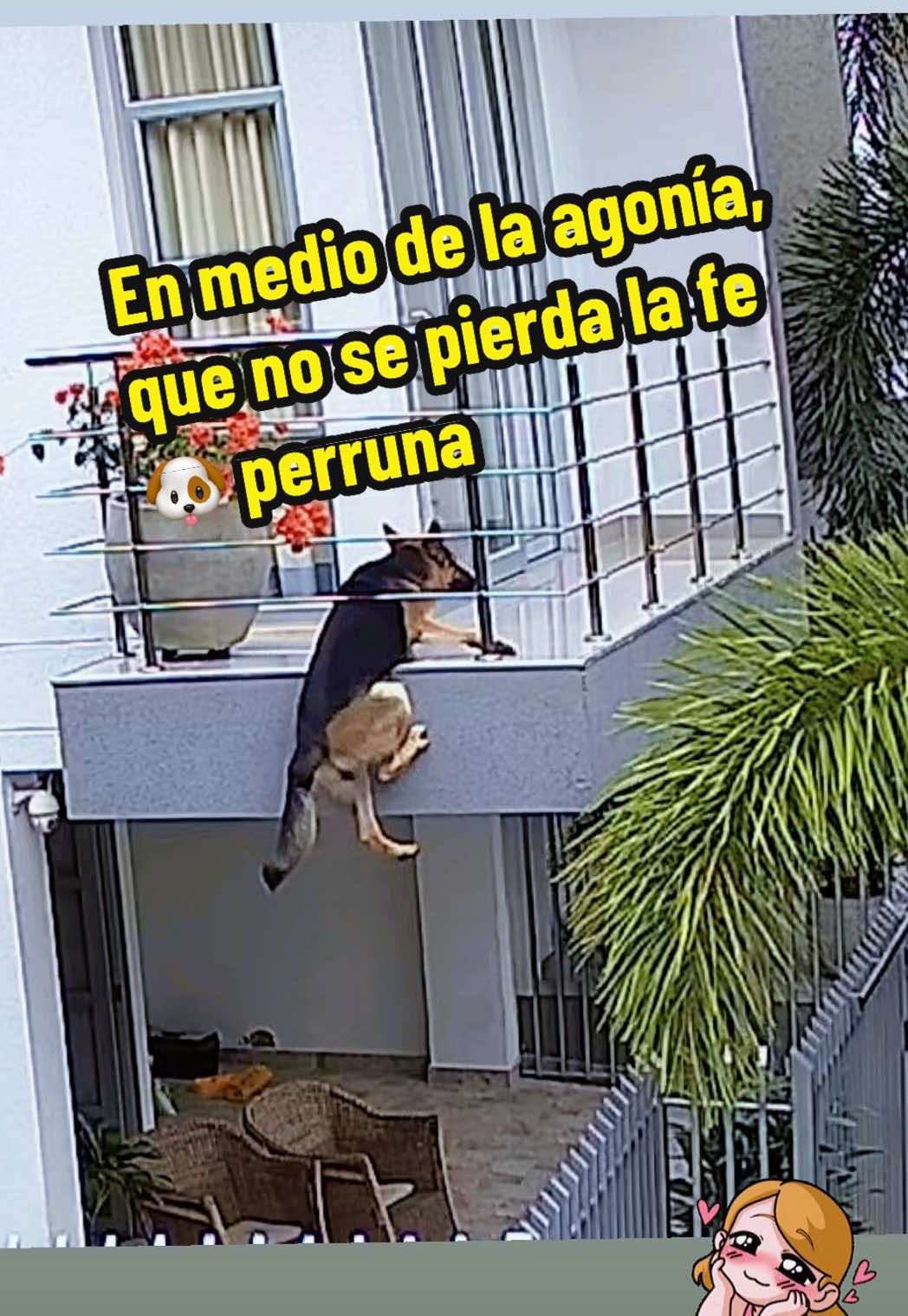 Ameeee adoreeeee su calma, en medio de su agonía, su instinto de saber que me acercaba lo calmó y su colita lo dice todo. Tqm Milán el Pochy de una mamá perruna. 