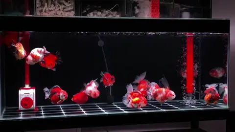 Seratusribuan bebas pilih #goldfishindonesia #goldfishclub #goldfishcommunity #idamansquad • #goldfishcikarang #koki #typジ #fypシ #ikankokijakarta #ikankokitangerang #goldfish #ikankokipanda #cinematic #ikankokitegal #CapCut #tikankokiranchu #ikankokibanten #ikankokisemarang #ikankokipalembang #ikankokilampung #ikankokimojokerto