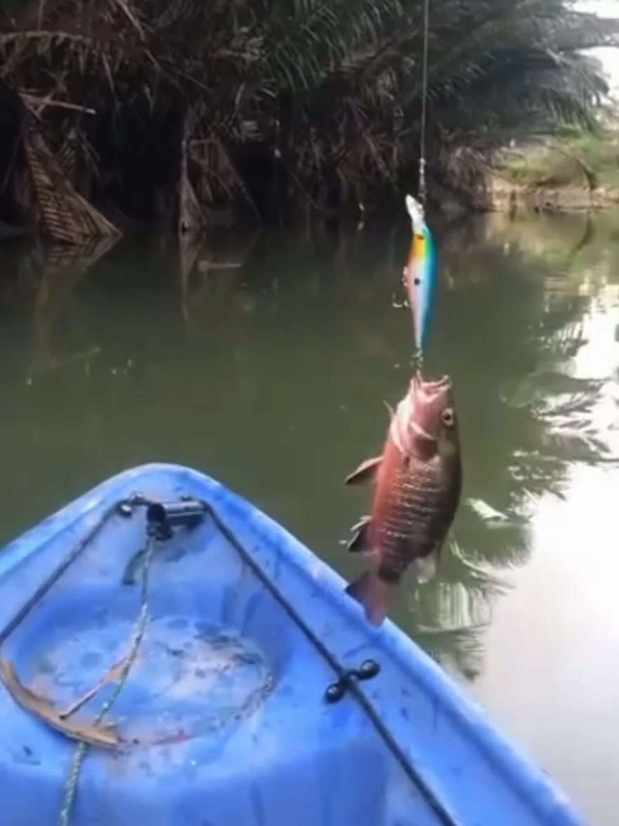 lempar lempar trs sampe sengklek.. #casting #mangrovejack #barakuda #mancing #CapCut 
