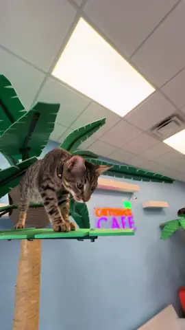 Tuesday could be someone’s lucky day! 🤞🏻🟠 #catcafe #goodmorning #adoptme 
