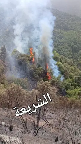 #الشعب_الصيني_ماله_حل😂😂 