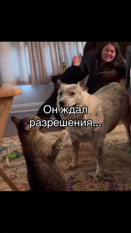 #fyp #real #meme #foryou #рекомендации 