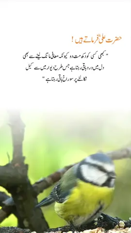 کبھی کسی کو دکھ مت دو کیونکہ 🕊️ #hazrataliquotes #urduline #deeplines #urdu #hazrataliquotes 