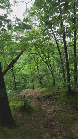 Perfect viewing platform! #ferncliffnaturepreserve #visitindiana #naturetherapy #nature #summerhike #exploremore #owencounty