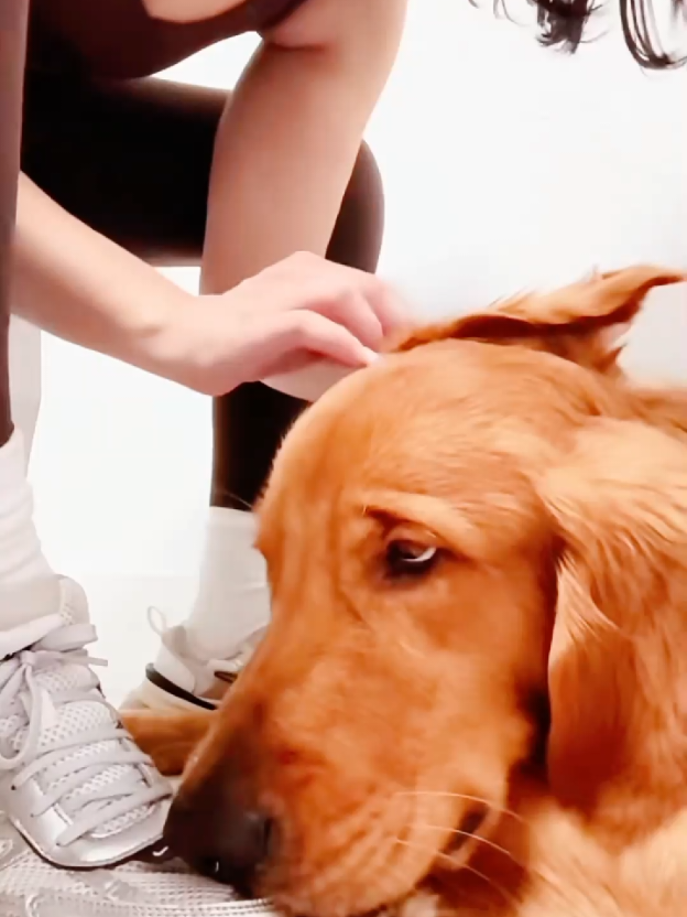 Funny dogs 😂🐶 #funnydog #dogsoftiktok #funnypets #doghumor #fyp 