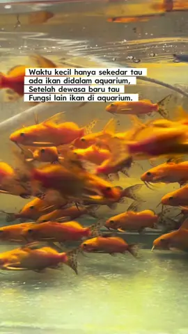 Enak dan asyik buat bengong depan aquarium .. 🐠#chaky_ornamentalfishind #ikanhias #aquarium #fy 