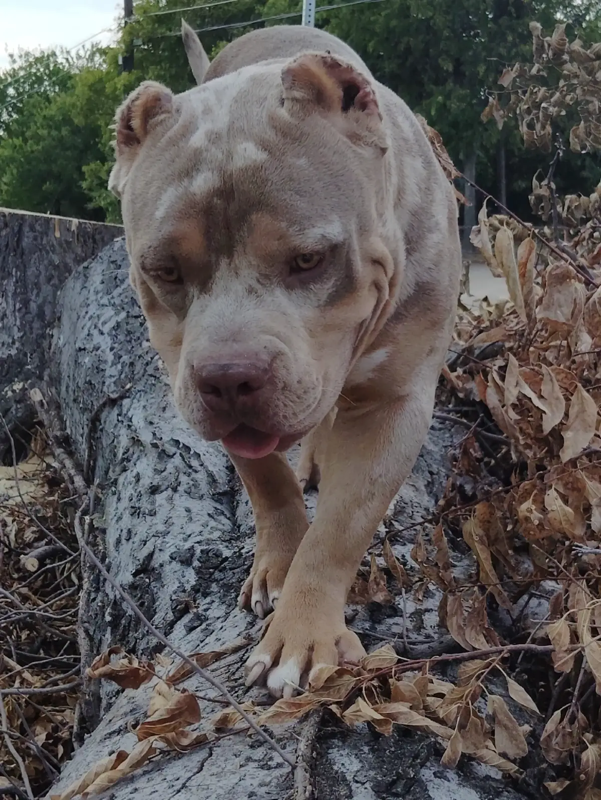 #Tripledkennels #tdkline #cross #allgasnobrakes #dallastx 