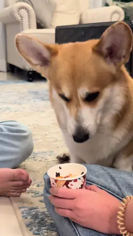 มันคืออาราย....🤣 #fypシ゚ #fyp #gussdamngood #corgi 