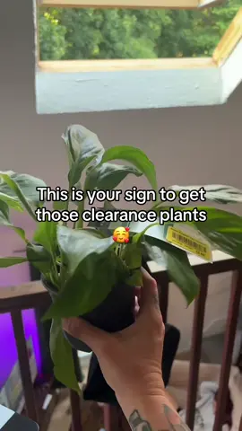 Go ahead sis, give em a chance 🥰💕🌱 #plantsoftiktok #PlantTok #plants #plantpeople #plantthings 