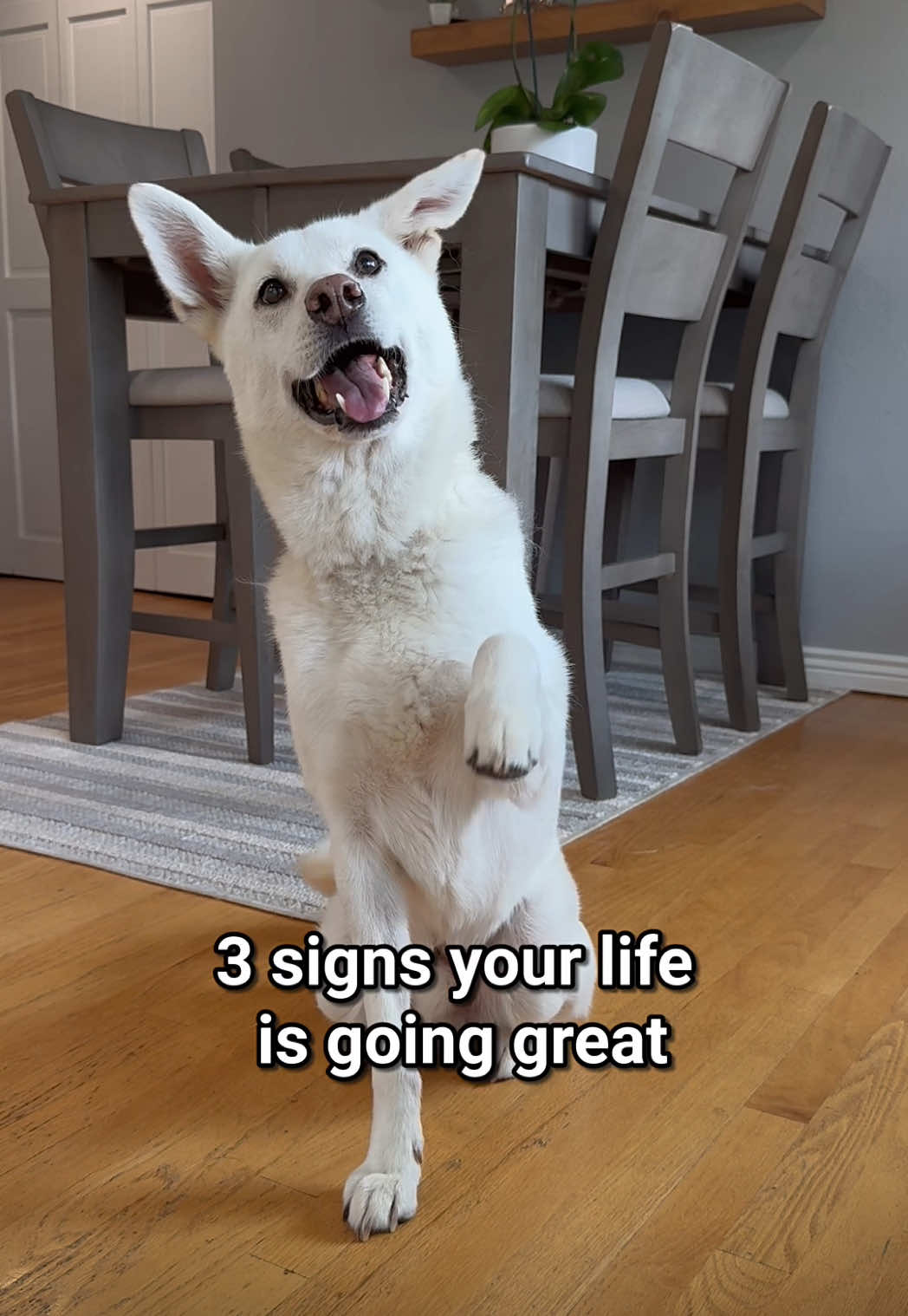 I saw the cutest signs! 👀 Share these signs with a dog lover. 🫶🏻Happy #NationalDogDay! #dogtok #fypシ #huskies 