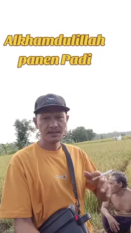 Panen #Padi sawah