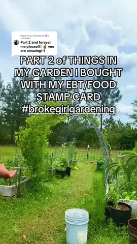 Replying to @EJ Shepherd🦄 #foodstamps #ebt #budget #garden #plants 