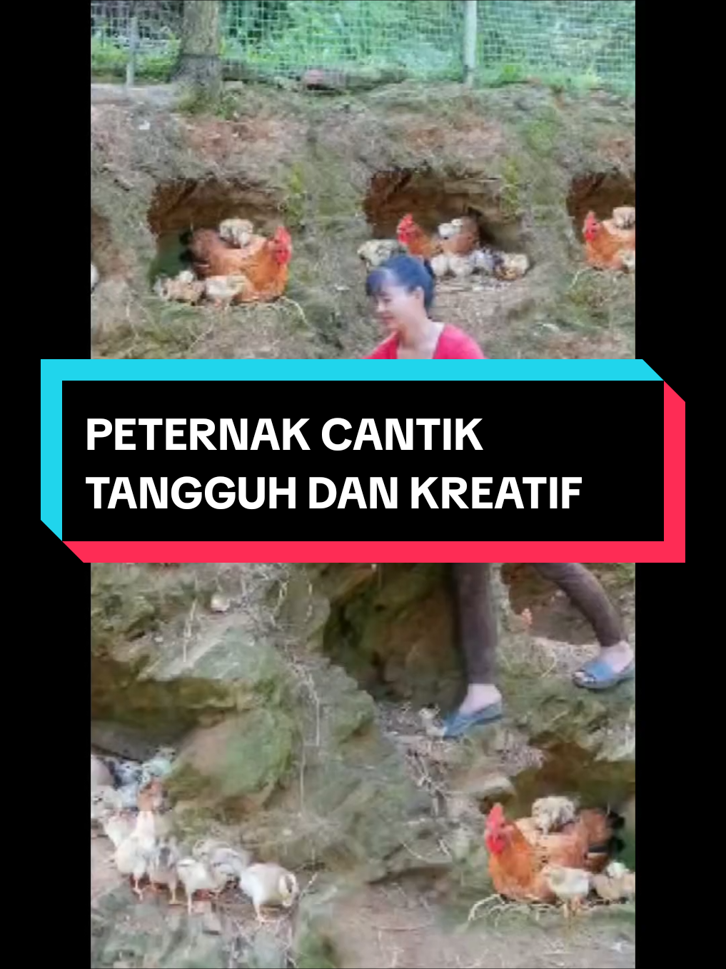cerita peternak tangguh dan kreatif #kreatif 