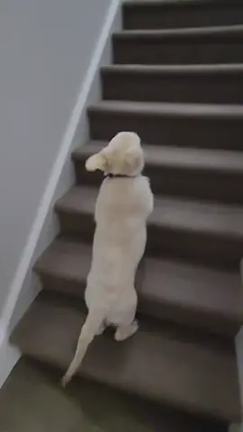 Norbert vs stairs (ig norbynorbertthegolden) #dog 