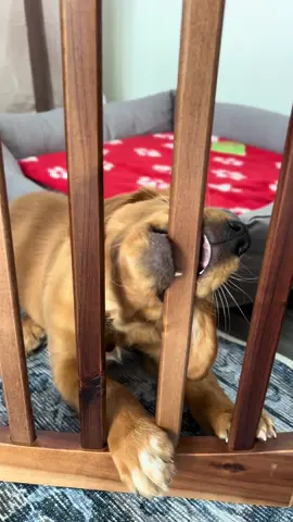 Absolute felon #prisonbreak #fyp #cutepuppy #dogmom 