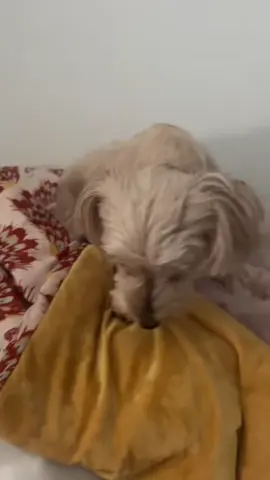 #joinwithus #PetsOfTikTok #dogs #puppiesoftiktok #foryoupage  