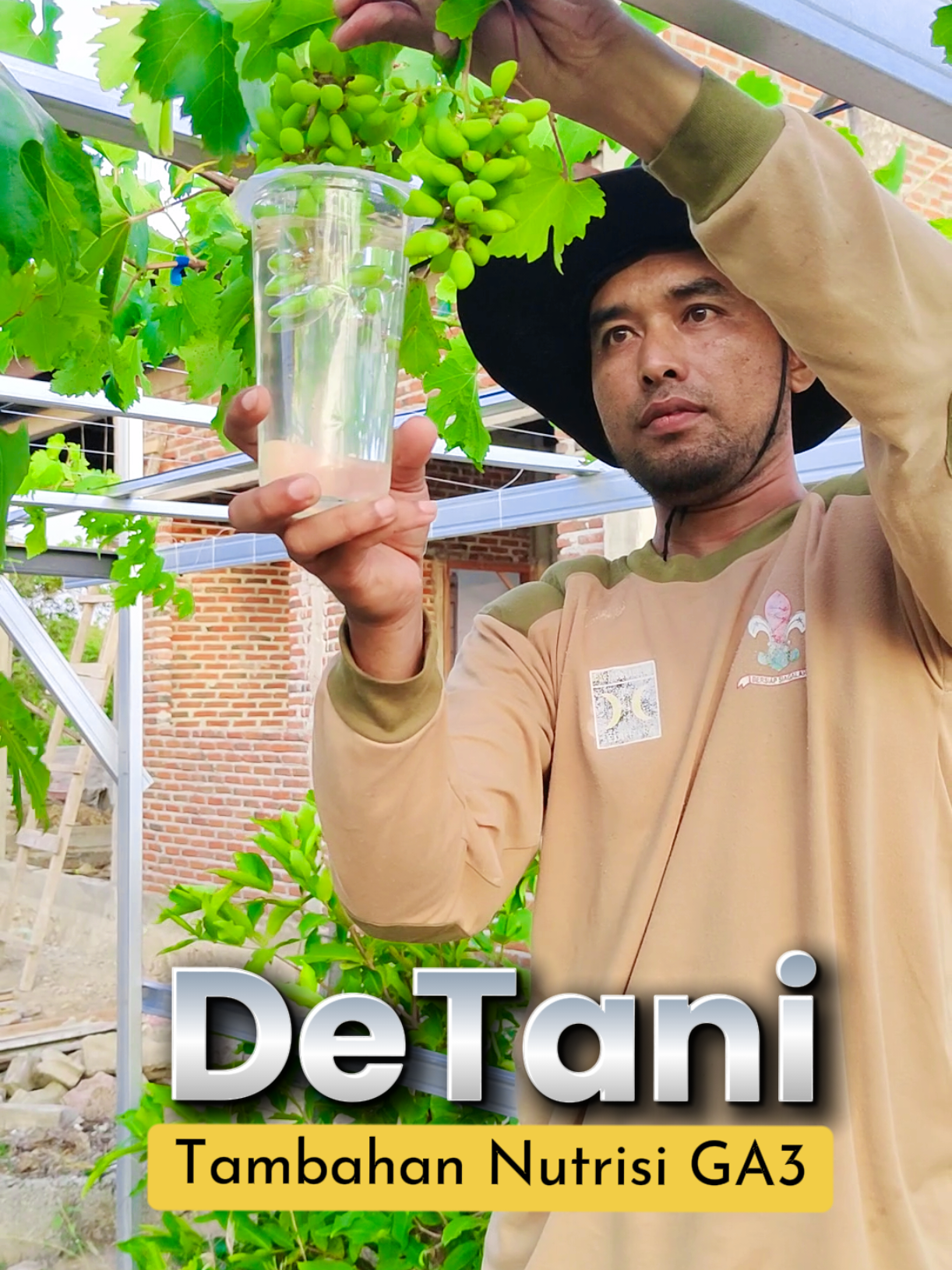 Pemberian Nutrisi Buah GA3 Fase ke 4, cara pakai GA3, #detani #bgsuryaaceh #kebunanggur #jualbibitanggurimpor 