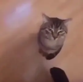 Silly cats XD  #cats #sillycats #fyp 