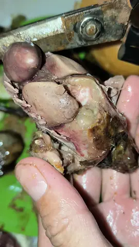 pịa tu hú 