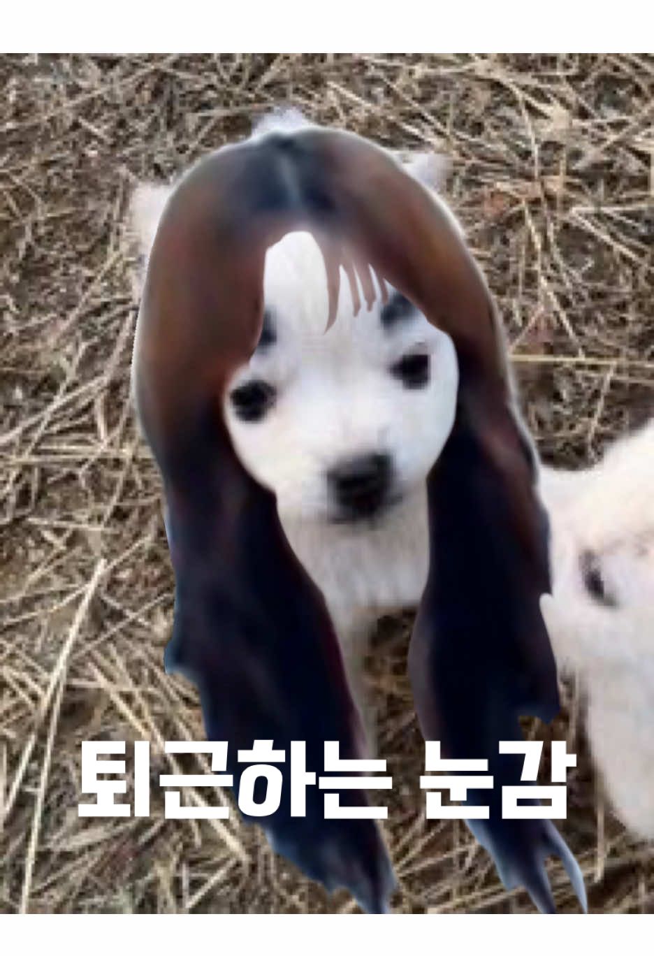 사람이 어떻게 시골개? #눈을감자 #눈감 #추천 #김윤태라방 