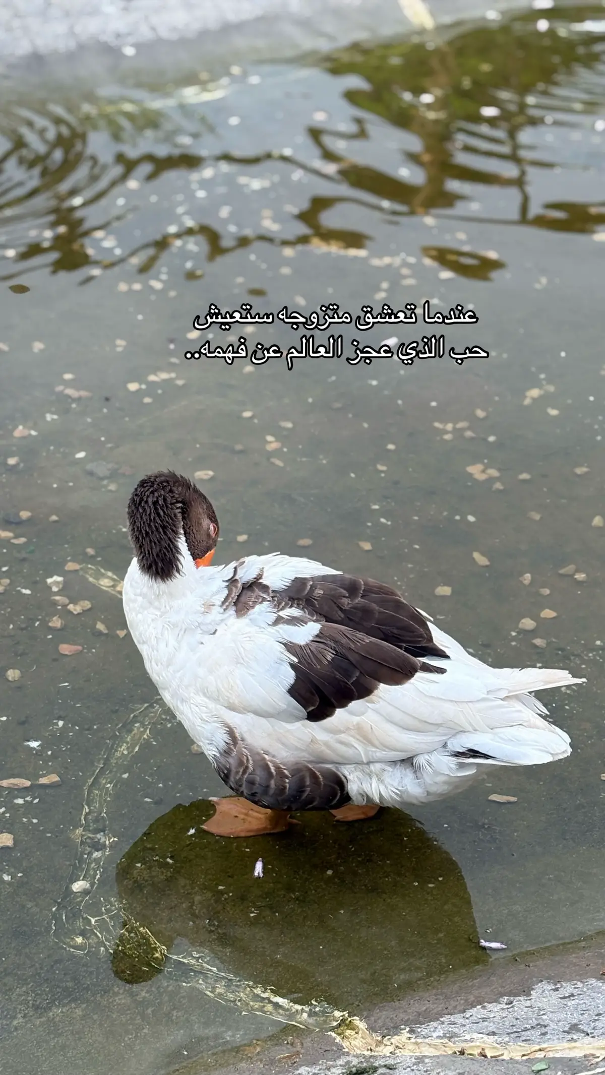 لاتشبهني بأحد أنا اشبه اليقين أنا اليسار إن كان العالم يمين..