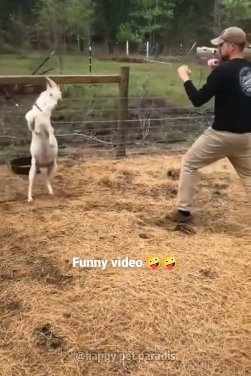 🤣🤣#foryou #tiktok  #Love #baby #pet#ladbible #funnyvideos #wholesome         #babiesoftiktok  #fyp #foryou#animal#lamb