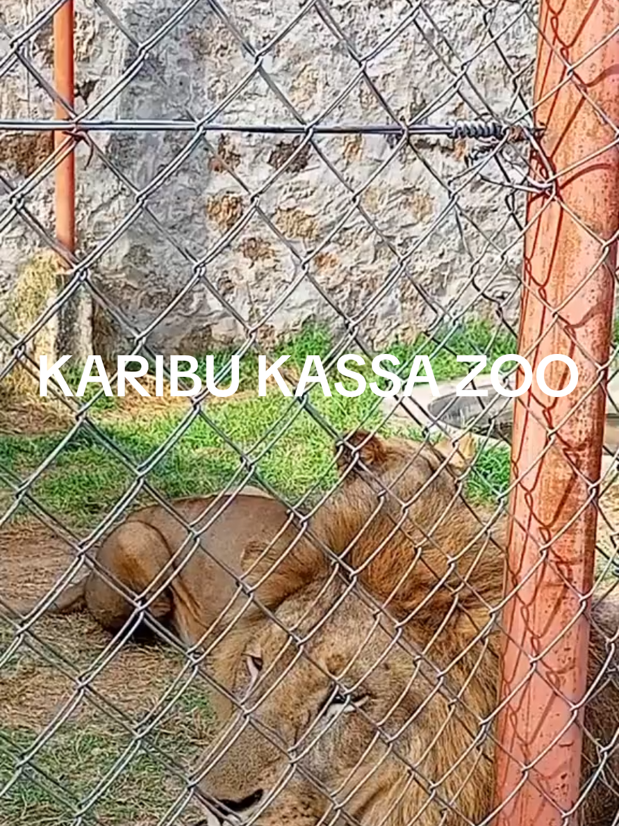 KARIBU KASSA ZOO
