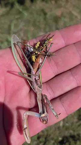 I accidentally hit this praying mantis while weed whacking. Now the yellow jackets are piecing it out. 