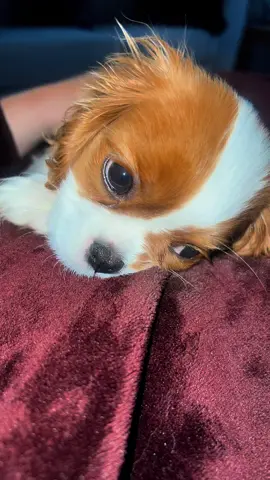 Our sleepy pup having morning cuddles 🥹 #cavalierkingcharles #puppy #lady #dogtok #dog 