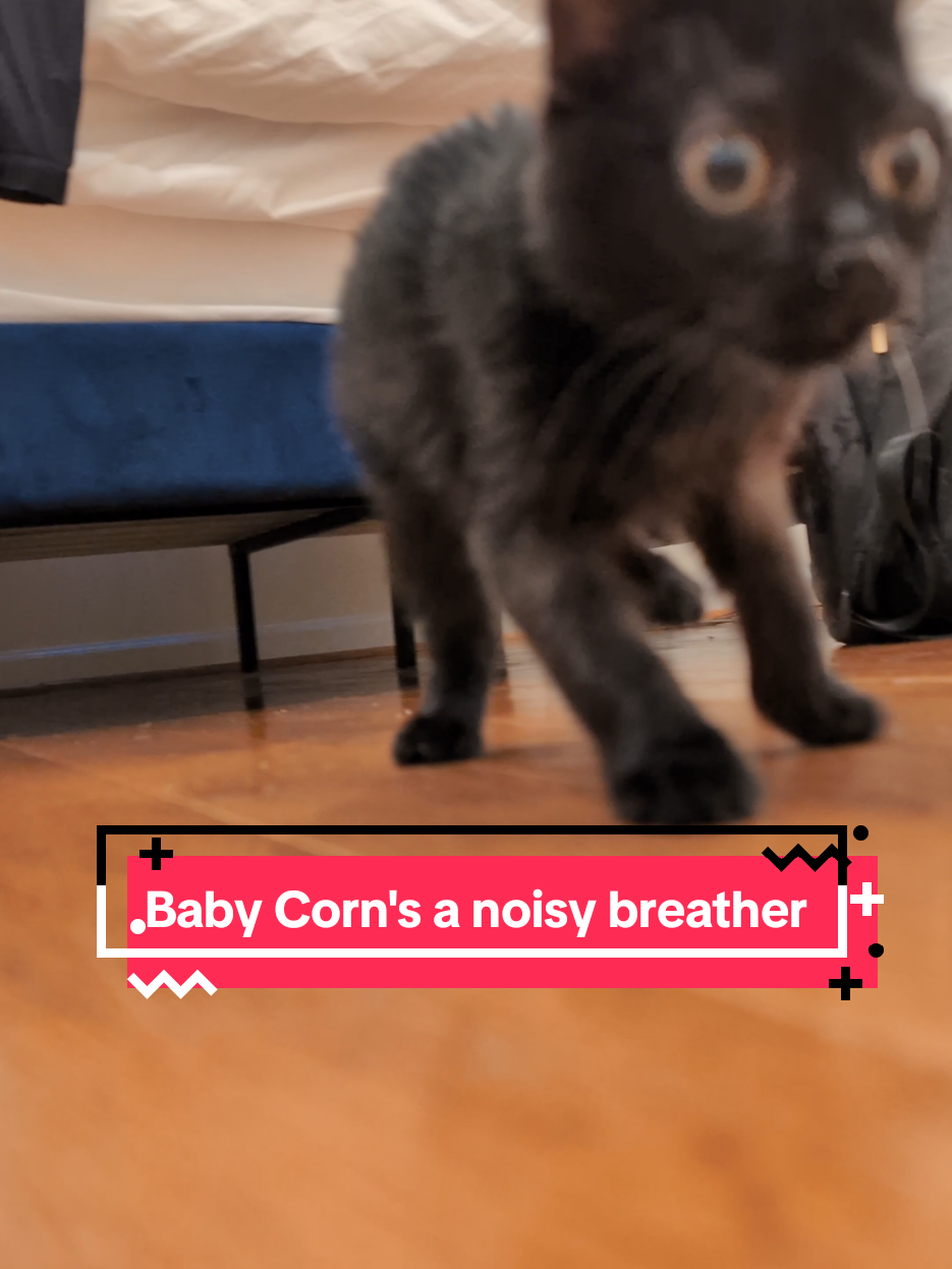 Replying to @ally.voe Baby Corn is quiet most of the time, but when he's excited, his breathing can be really noisy. He also snores sometimes. Thankfully, the vet and x-rays confirmed that the sound is not from his lungs. #babycorncat #kitten #wobblycat