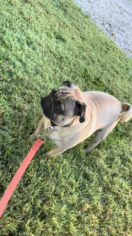 Spooky Louie. #pug #halloween #fypシ #12ftskeleton #skeleton 