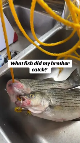 #gonefishing #catchfish #fishing #lurefishing 