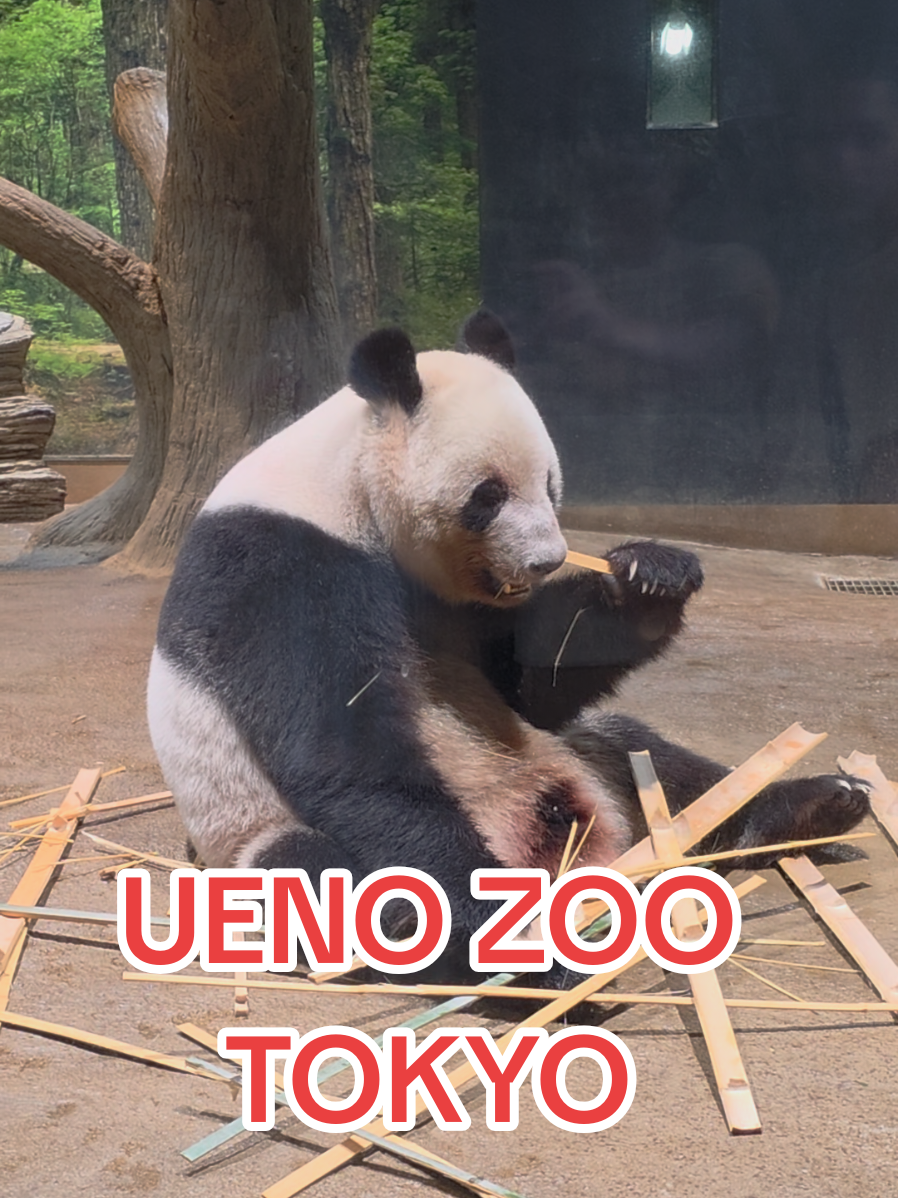 oso panda en ueno zoo tokyo lei lei 