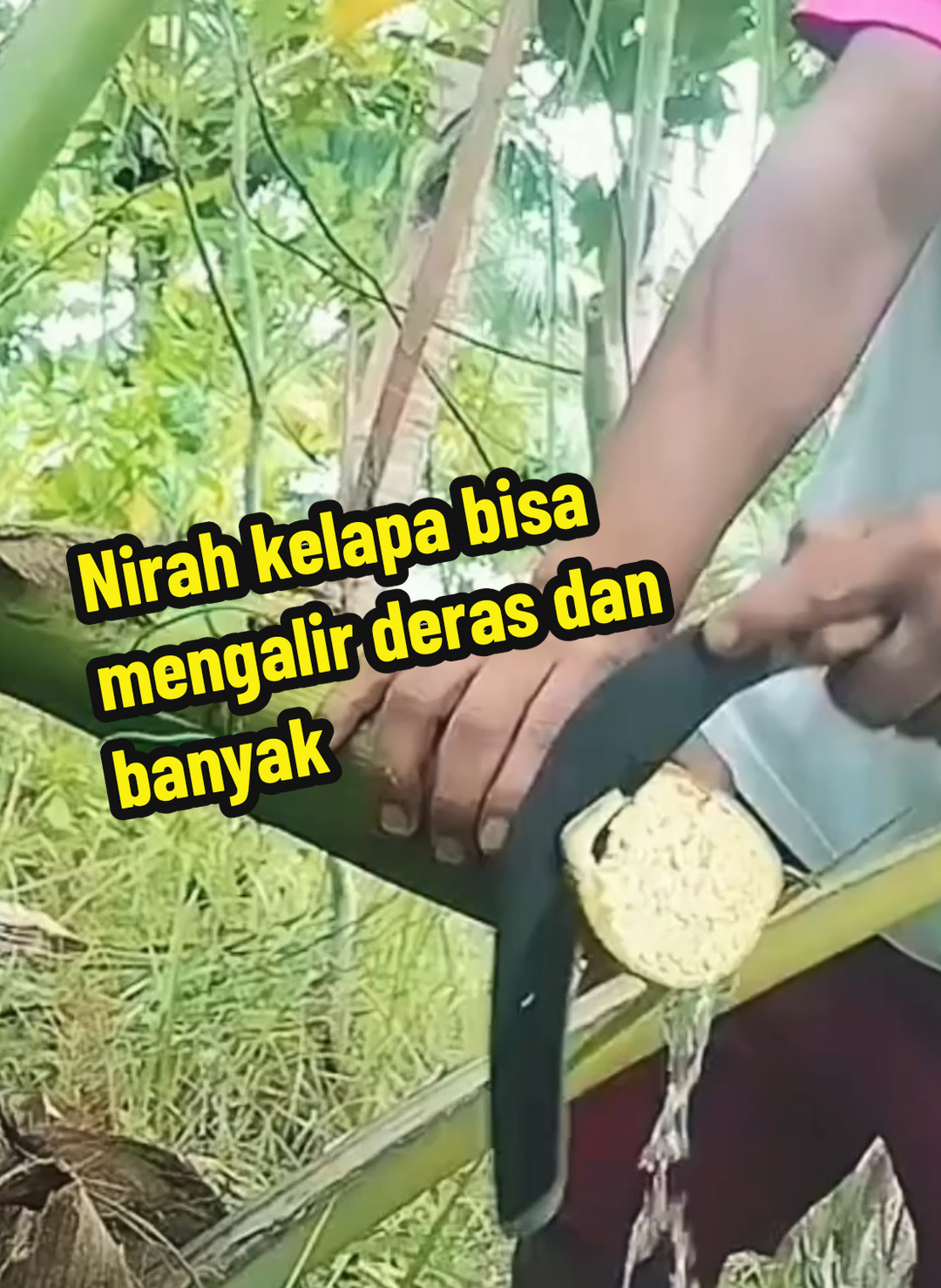 Cara agar pohon kelapa mengeluarkan nira deras dan banyak  #fyp #petaniindonesia🇮🇩🇮🇩🇮🇩🌿🌿 #pupukkelapa #nirakelapa #buahkelapalebat 