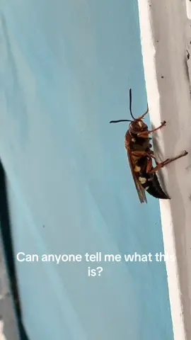 #nature #generationx #insects #questions
