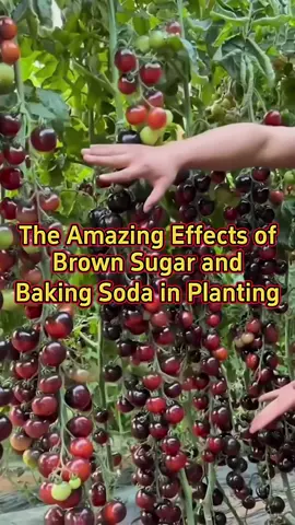 The amazing effects of brown sugar and baking soda in planting #planting #farming #garden #plants #agriculture 