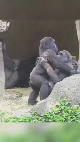 Jabali Shows His Strength by Lifting Ringo Up! #mypet #foryoupage #foryou #fyp #fypシ 
