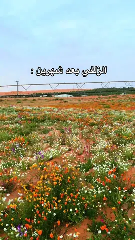 #الزلفي # ولاية_الزلفي #الله_يجيب_الشتاء #fyp #explore  ❤️❤️❤️❤️❤️😔