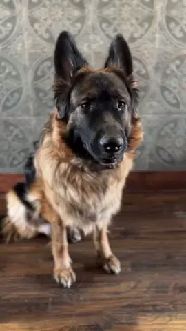 This is so accurate! 🤣🤣 The video order: Lady, Missy, Brinks, Chief #cinnamonroll #killerdog #dogsworld #personalitytypes #dogsiblings #dogfamily #sillydogs #houseofdogs #dogmoments #dogmoms #dogparent #doglovers #dogsdogsdogs #funnydogvideos #dogsofdallas #dfwdogs